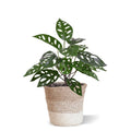 Monstera Adansonii Kunstplant 30cm