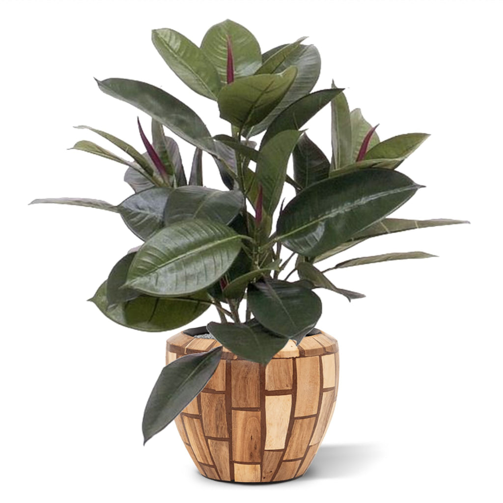 Philodendron Window kunstplant 50cm