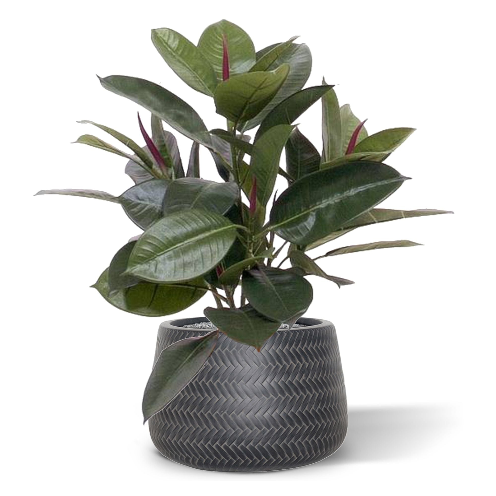 Philodendron Window kunstplant 50cm