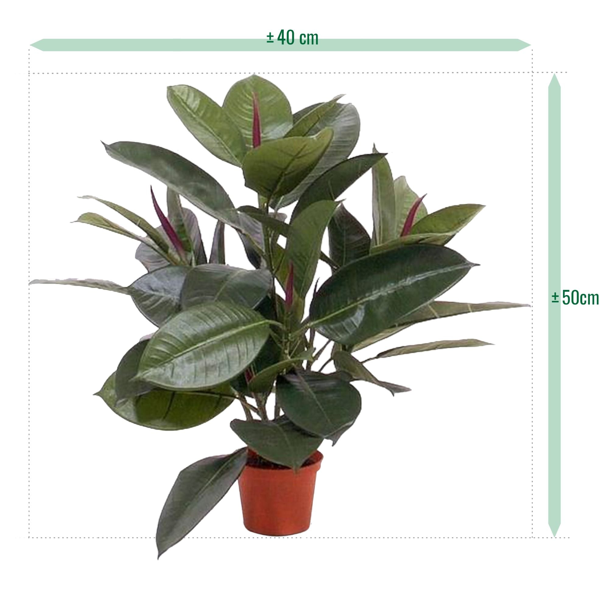 Philodendron Window kunstplant 50cm