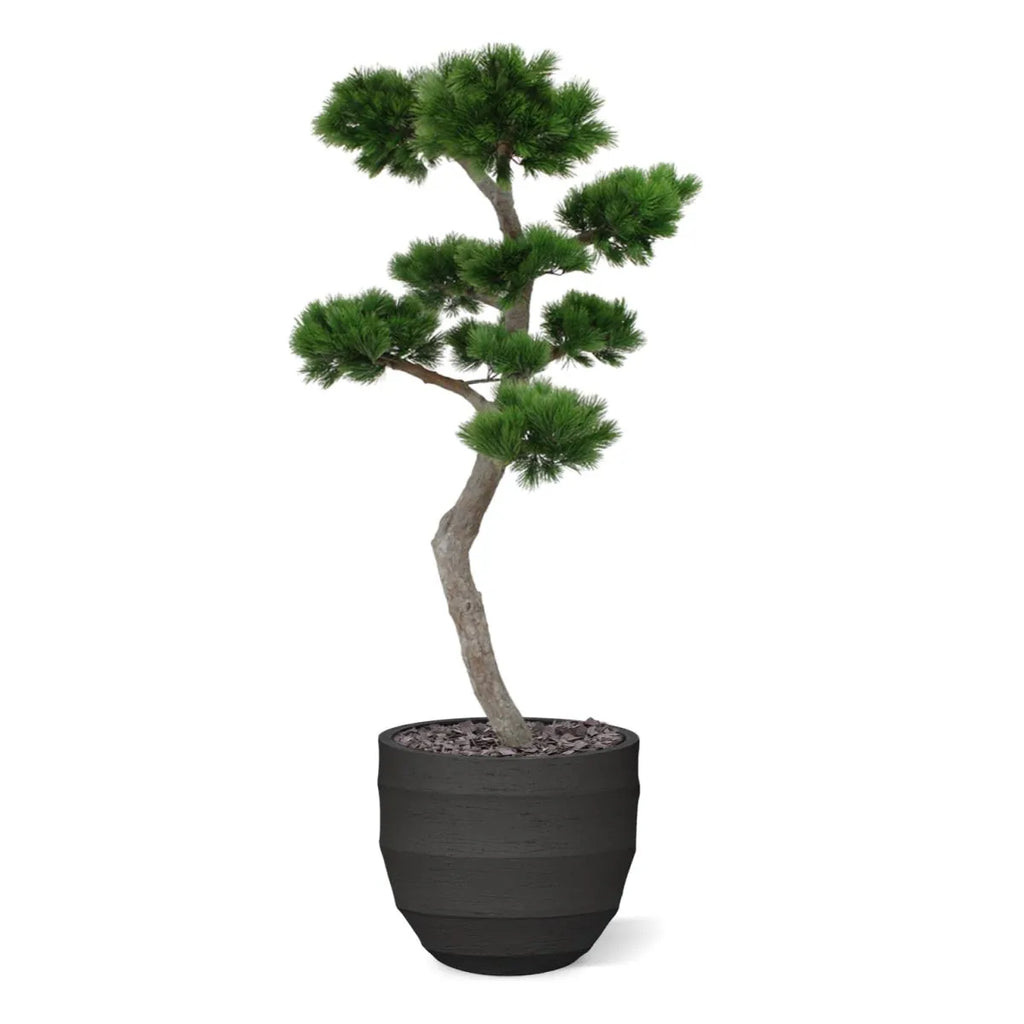 Luxe buitenkunstwerk: Pinus Bonsai XL met UV-bescherming