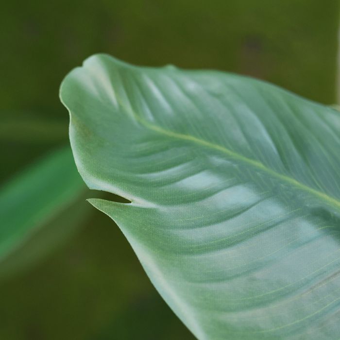 Strelitzia Nicolai kunstplant 210cm