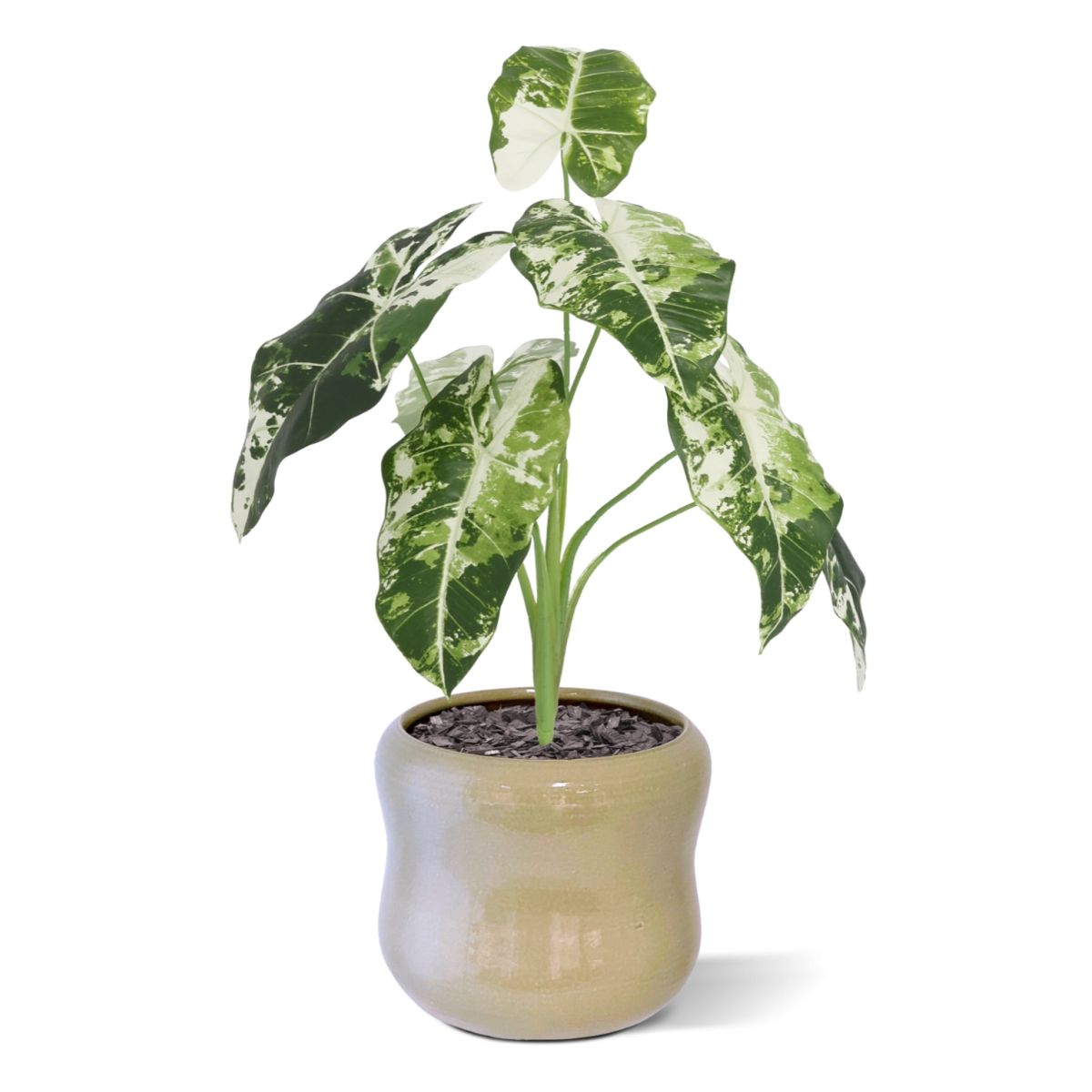 Alocasia Frydek Kunstplant Variegata 60cm