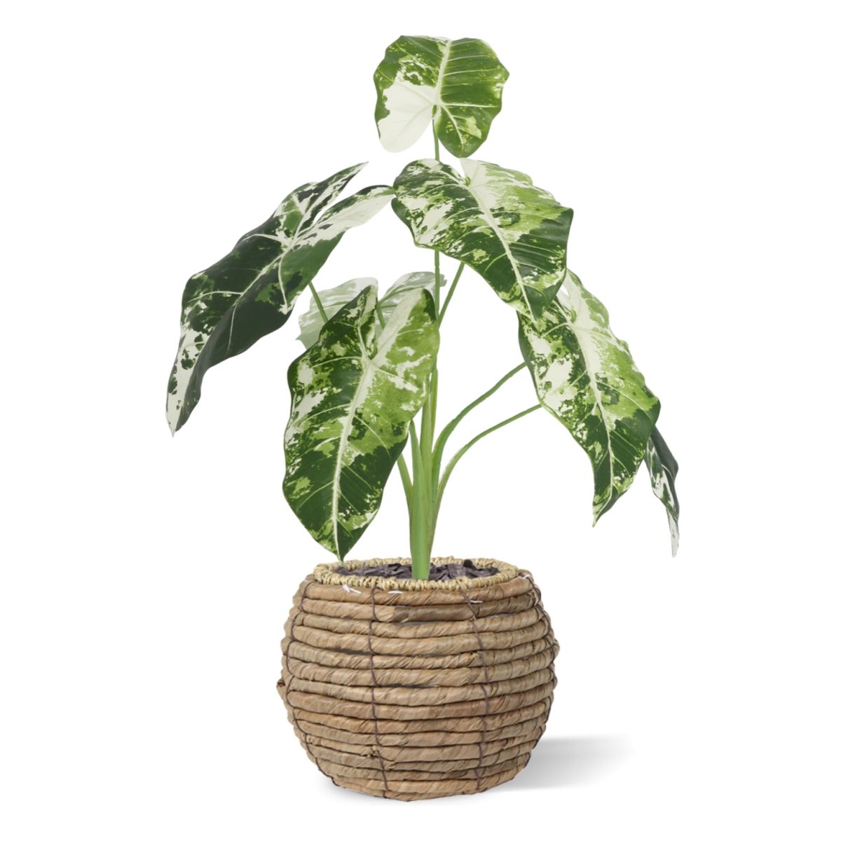 Alocasia Frydek Kunstplant Variegata 60cm