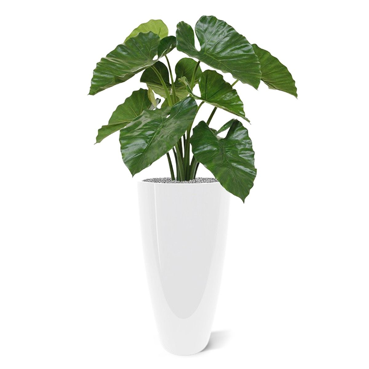 Alocasia Calidora kunstplant 70cm