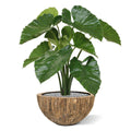 Alocasia Calidora kunstplant 70cm - FR - brandvertragend