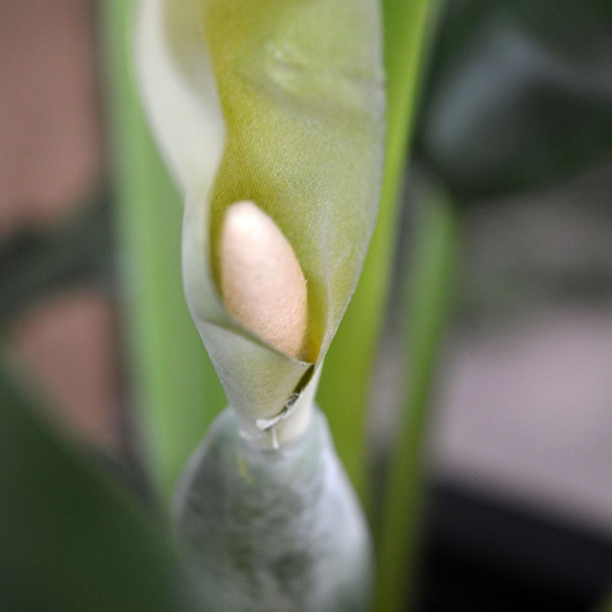 Alocasia Calidora kunstplant 70cm