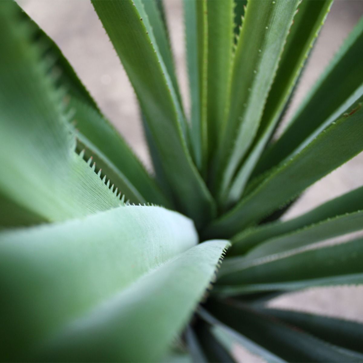 Ananas kunstplant 90cm - UV bestendig