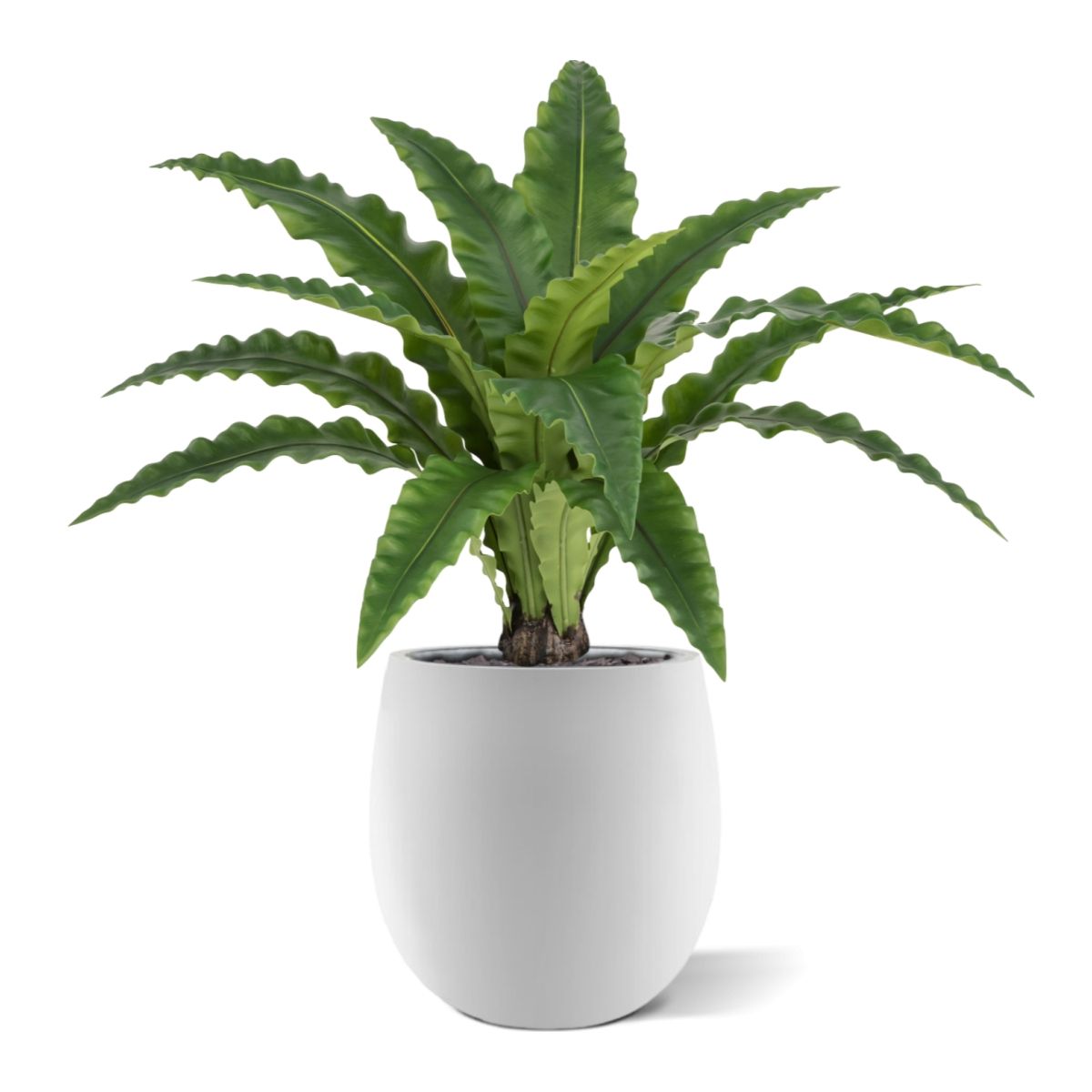 Asplenium Kunst Varen RT 60cm