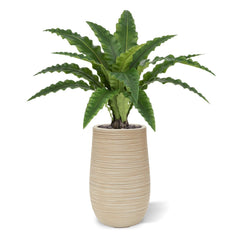 Asplenium Kunst Varen RT 60cm