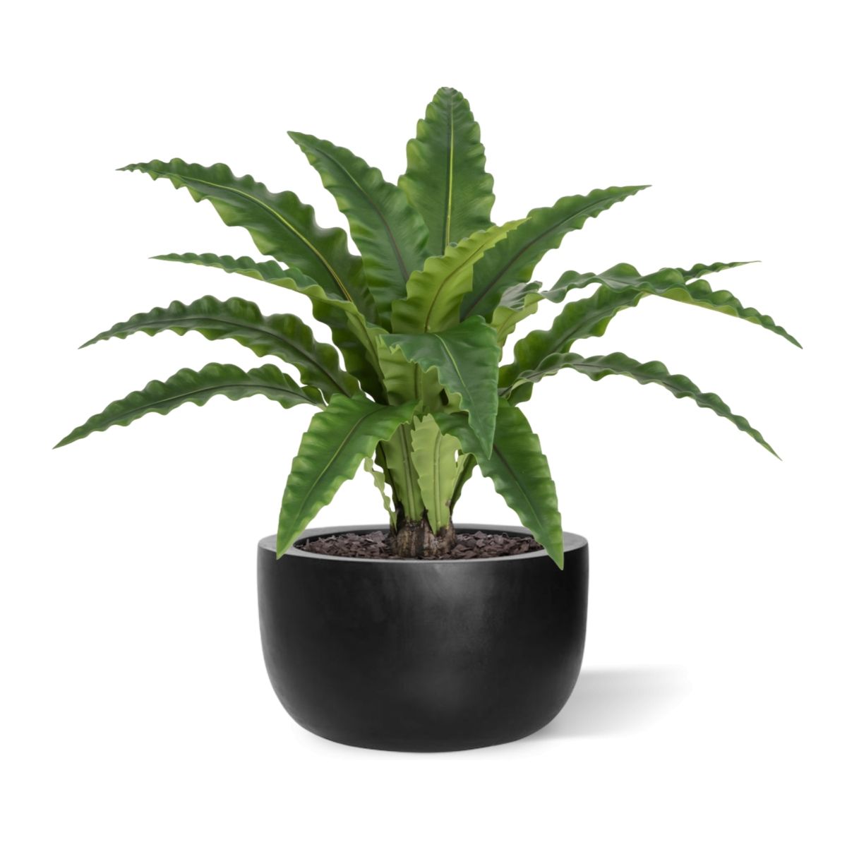Asplenium Kunst Varen RT 60cm