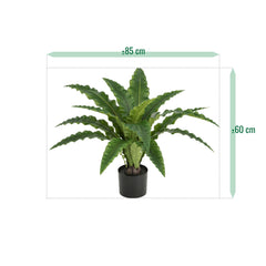 Asplenium Kunst Varen RT 60cm