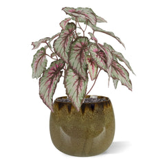 Bladbegonia Kunstplant 33cm