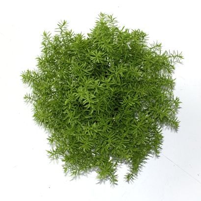 Senecio vetplant 30cm