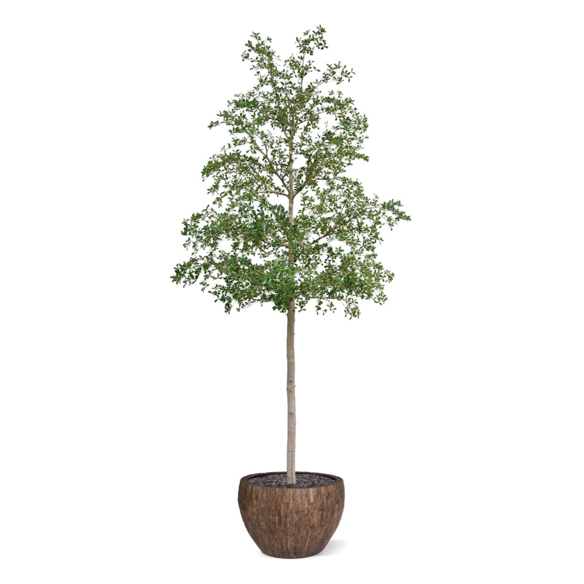 Bucida shady Lady Kunstboom 400cm groen