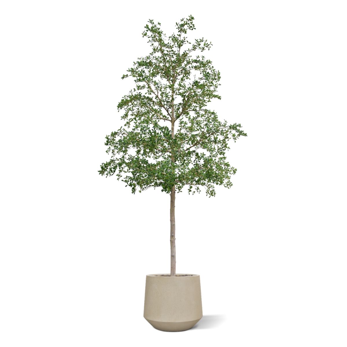 Bucida shady Lady Kunstboom 400cm groen