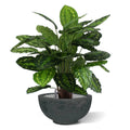Calathea Rosea Picta kunstplant 80cm