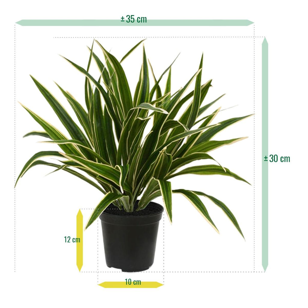 Chlorophytum S kunstplant 30cm in 10cm pot