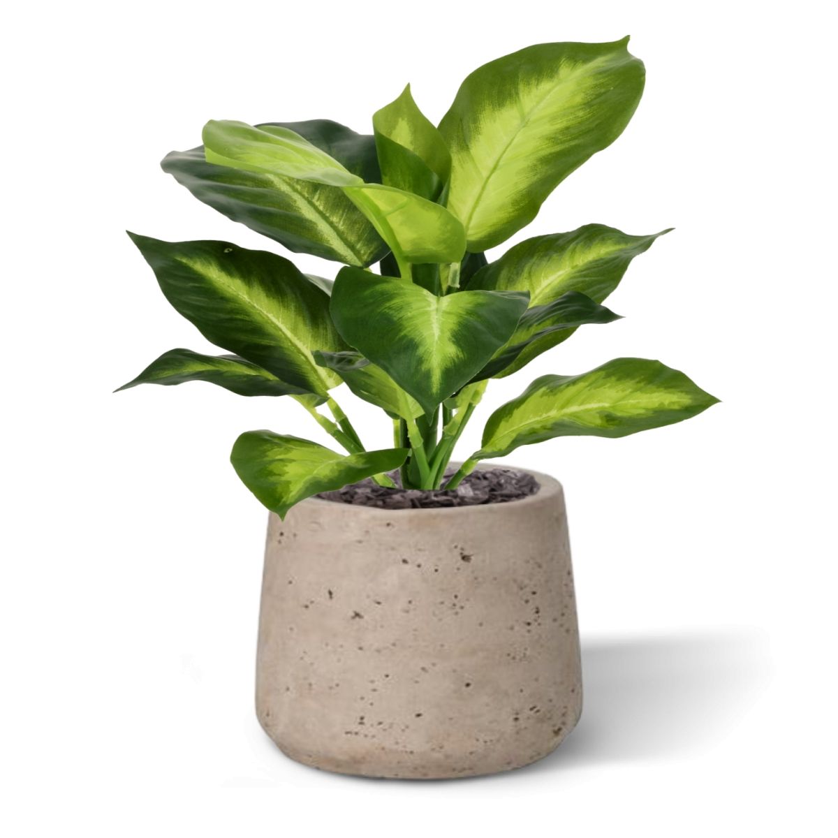 Dieffenbachia Kunstplant 25cm