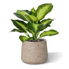 Dieffenbachia Kunstplant 25cm