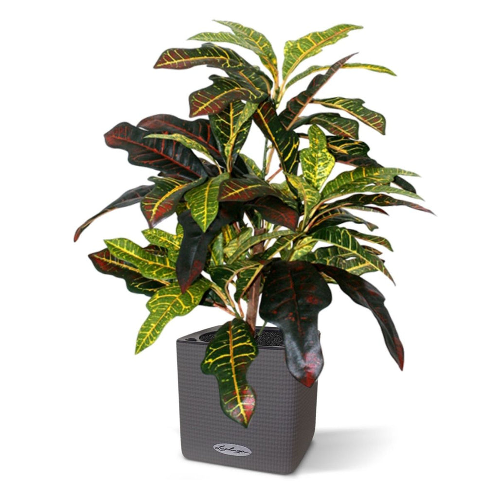Croton Window kunstplant 50cm