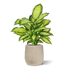 Dieffenbachia Kunstplant 55cm