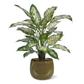Dieffenbachia Kunstplant Deluxe 60cm in pot