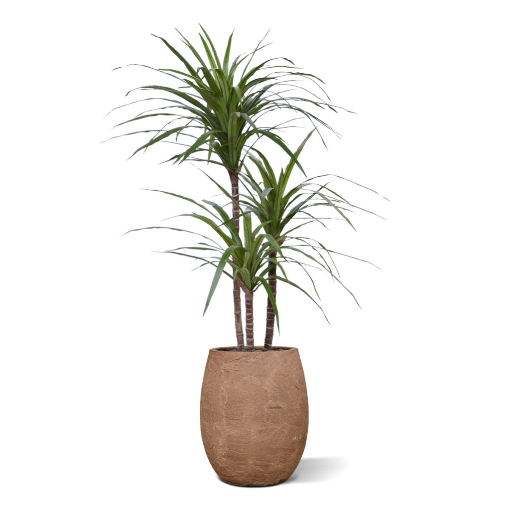 Draceana Marginata Deluxe kunstplant 100cm