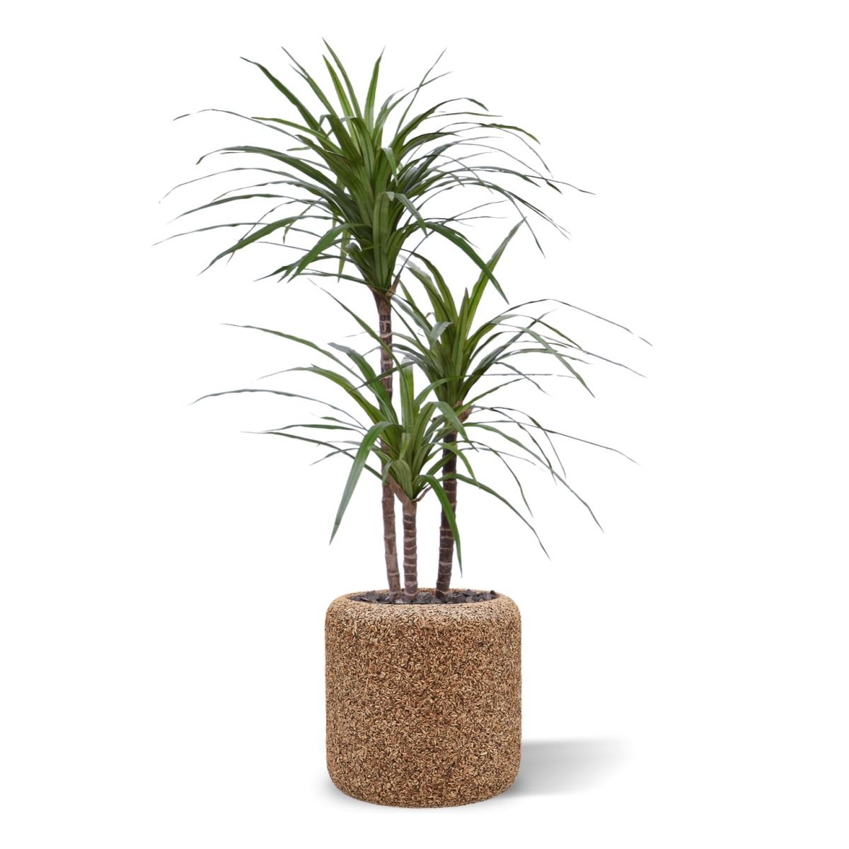 Draceana Marginata Deluxe kunstplant 100cm