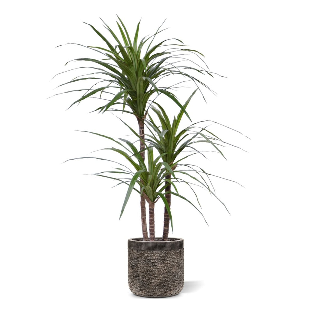 Draceana Marginata Deluxe kunstplant 100cm