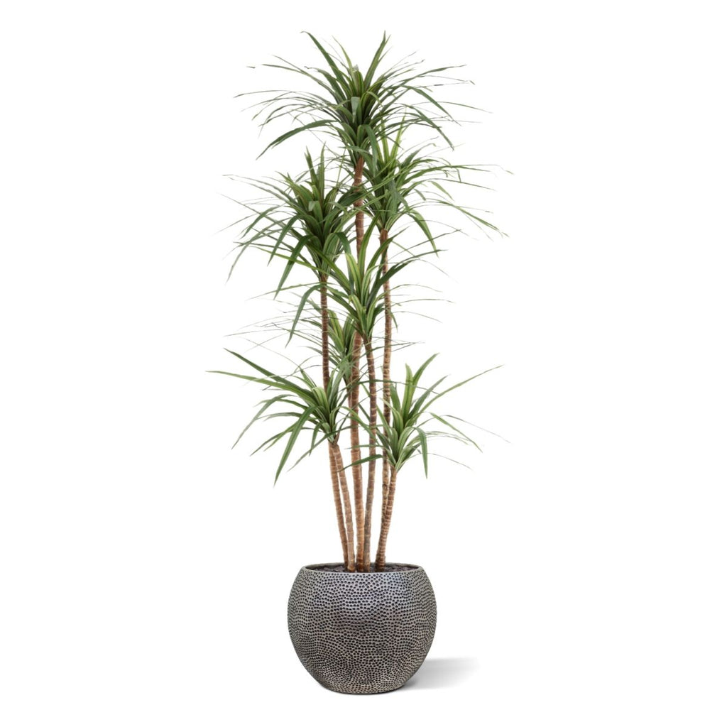 Draceana Marginata Kunstplant Deluxe 160cm