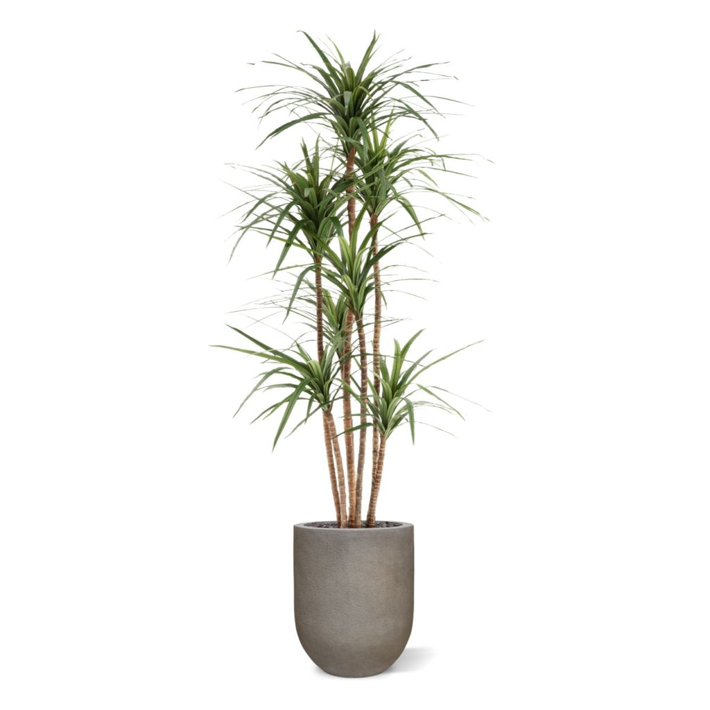 Draceana Marginata Kunstplant Deluxe 160cm