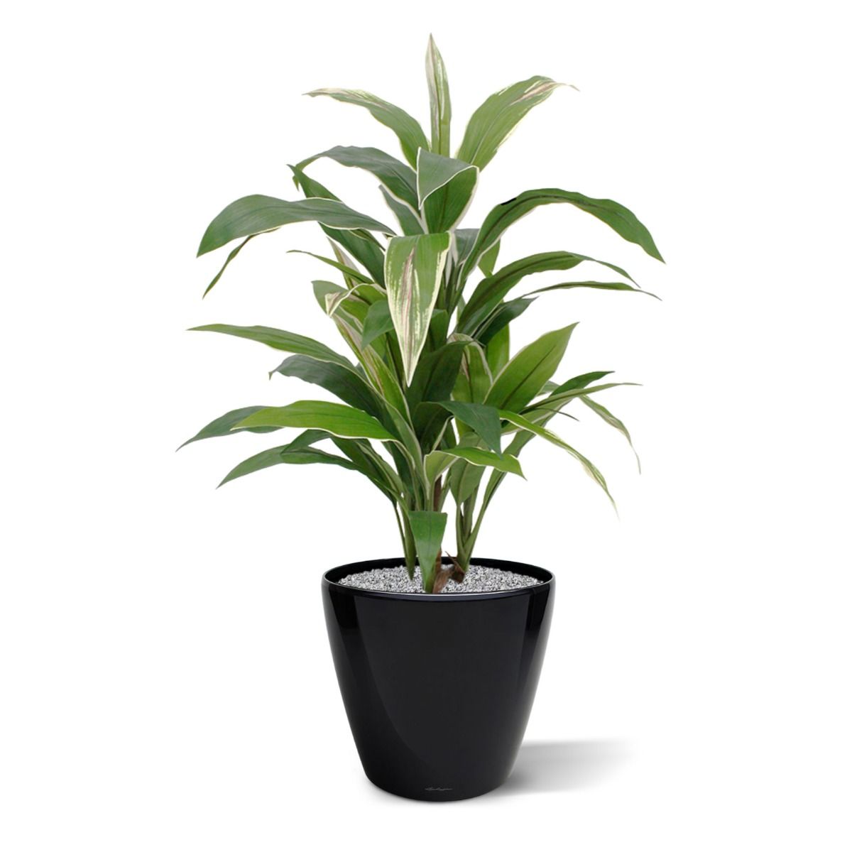 Draceana kunstplant 80cm - bont