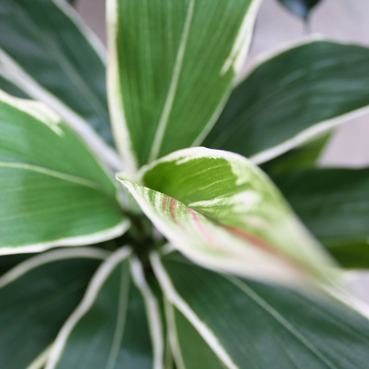 Draceana kunstplant 80cm - bont