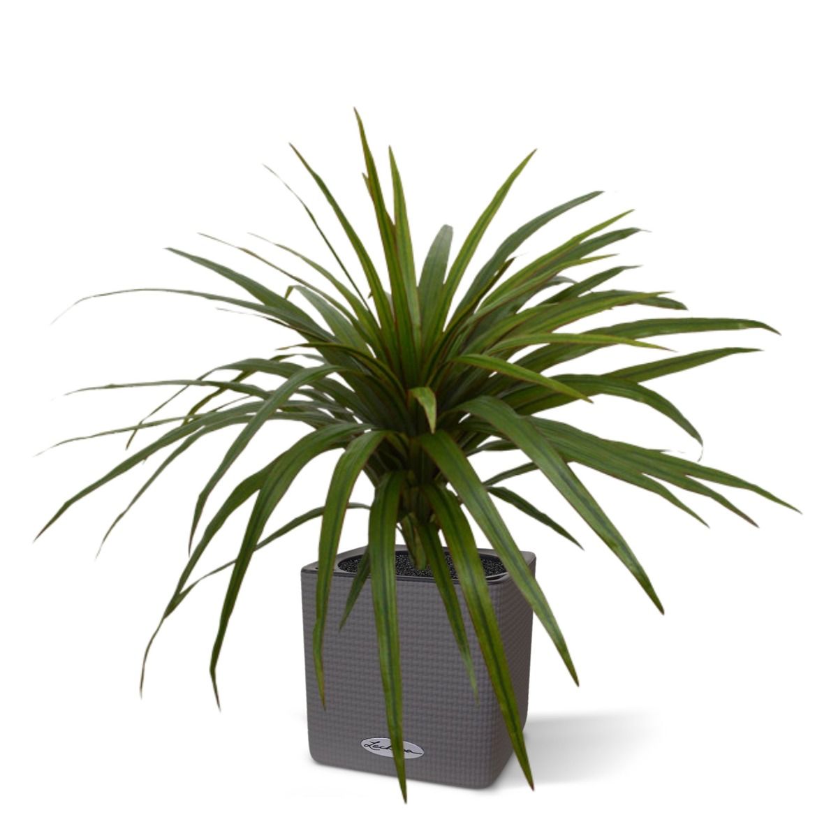 Draceana Marginata kunstplant 50cm