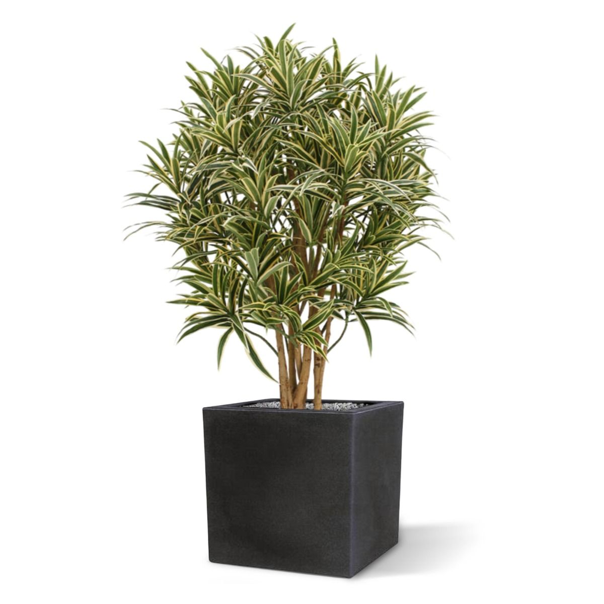 Draceana Reflexa kunstplant 100cm