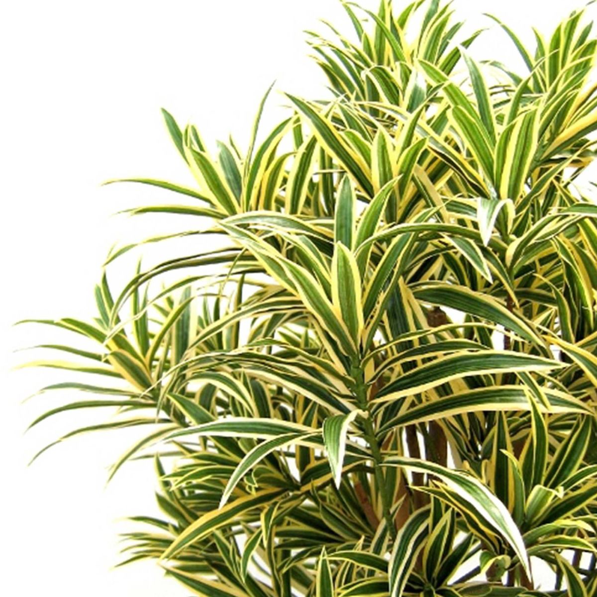 Draceana Reflexa kunstplant 100cm