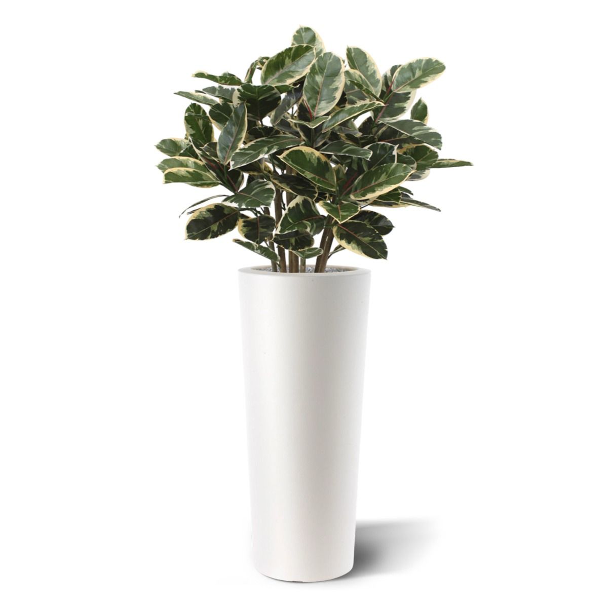 Elastica Robusta kunstplant 100cm