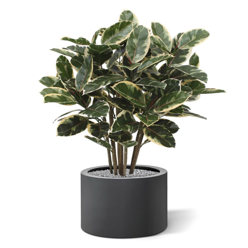 Elastica Robusta kunstplant 100cm