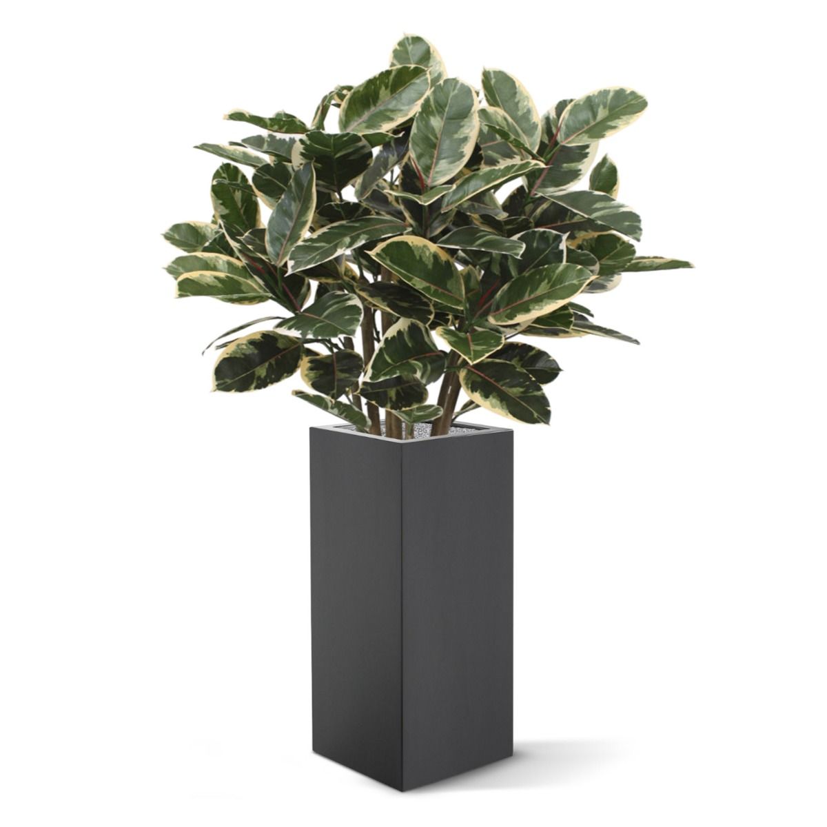 Elastica Robusta kunstplant 100cm