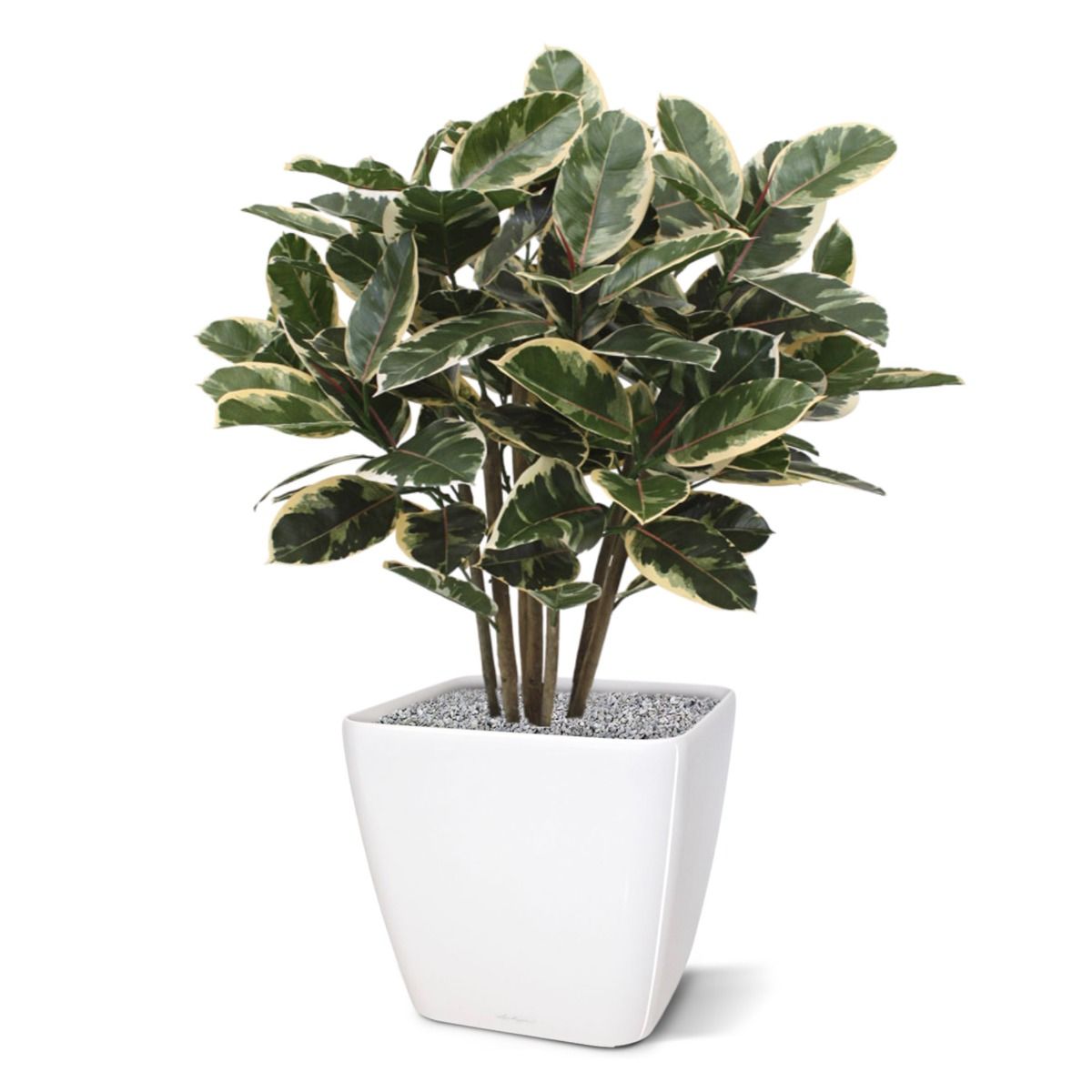 Elastica Robusta kunstplant 100cm