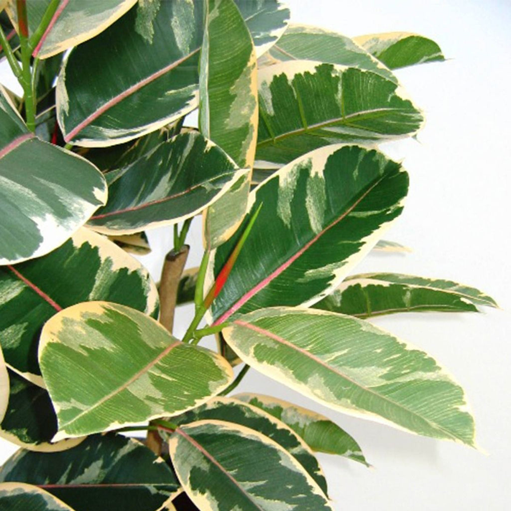 Elastica Robusta kunstplant 100cm