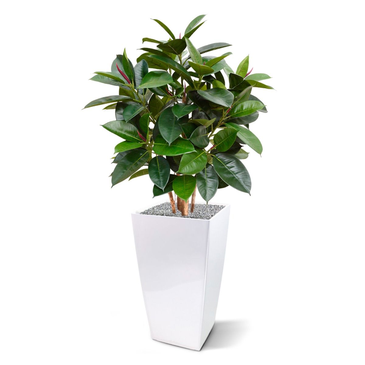 Elastica Robusta kunstplant 90cm - FR - brandvertragend
