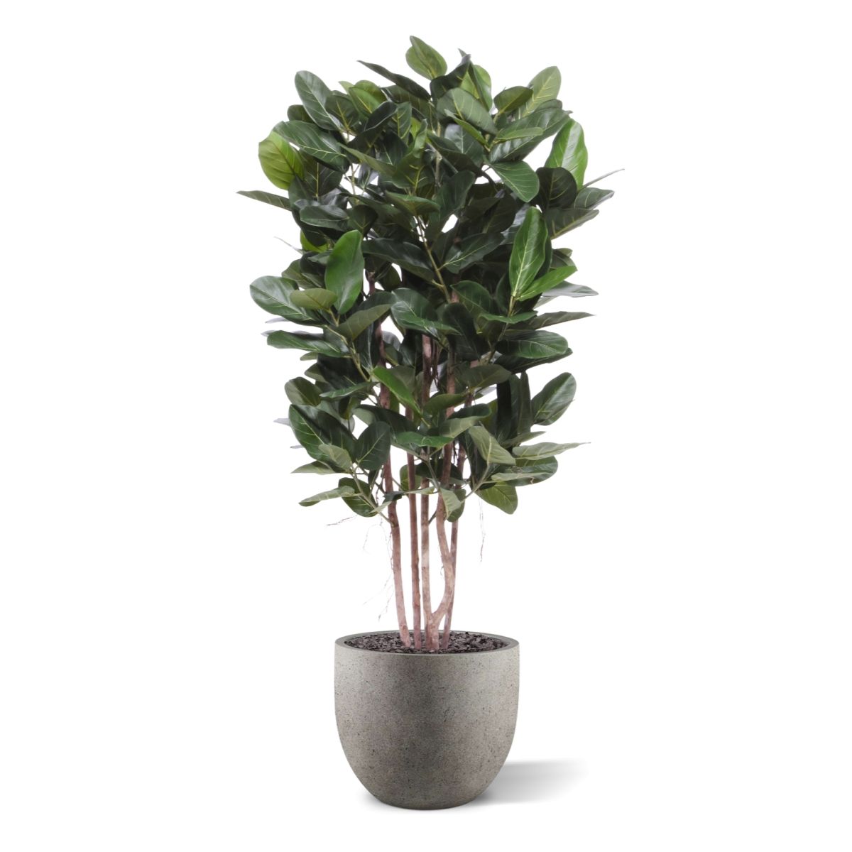Ficus Audrey kolom Kunstplant Deluxe 155cm