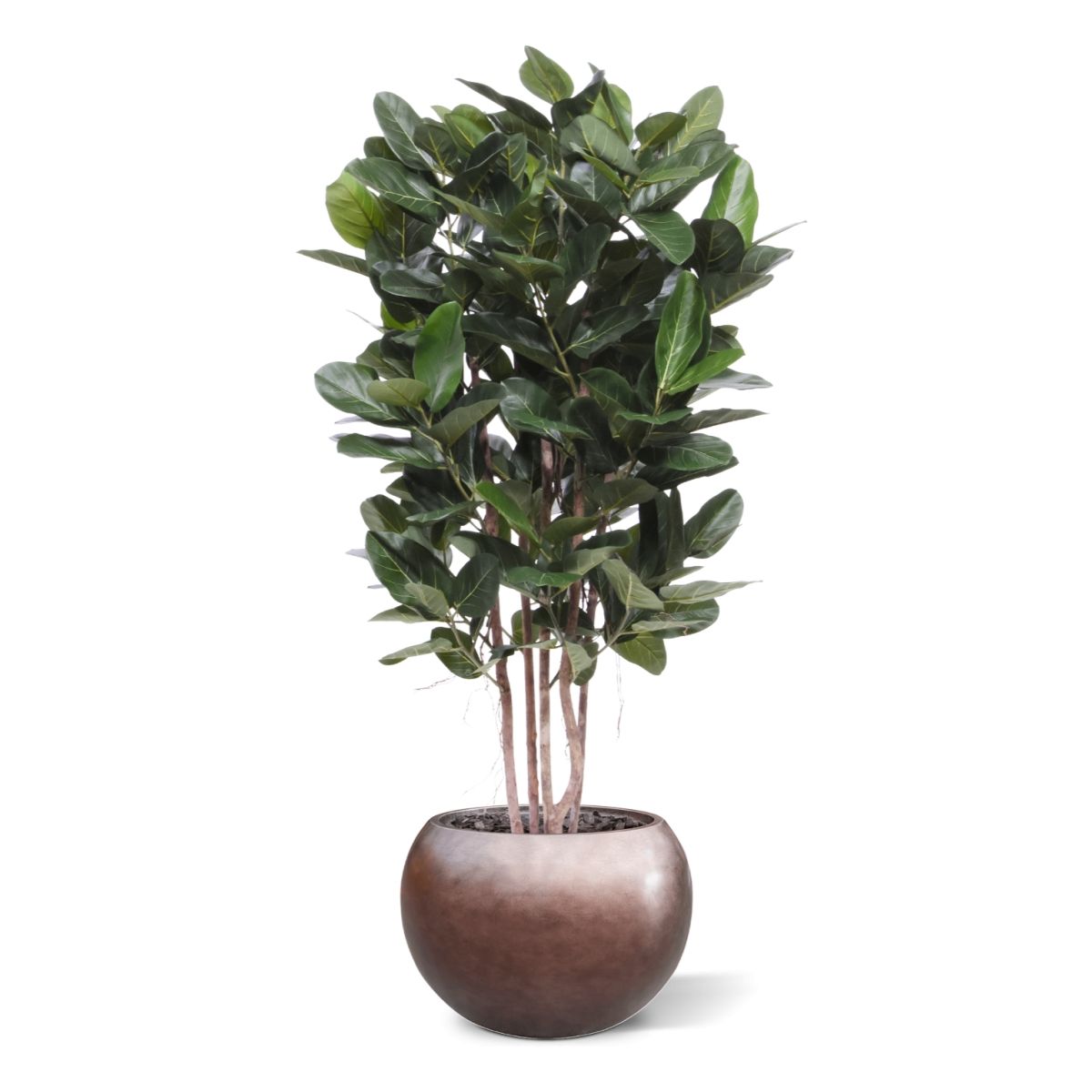 Ficus Audrey kolom Kunstplant Deluxe 155cm