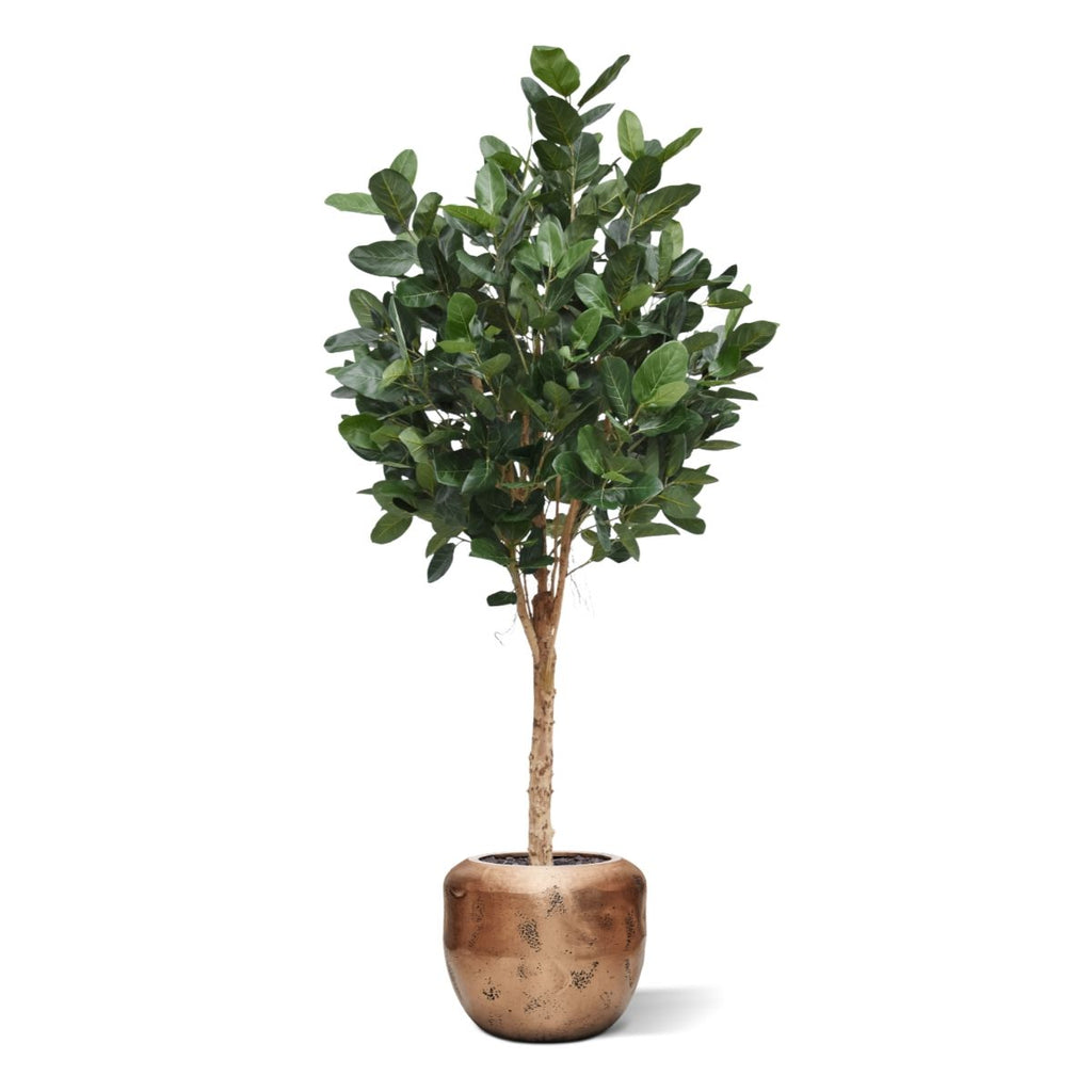 Ficus Audrey Kunstboom Deluxe 250cm