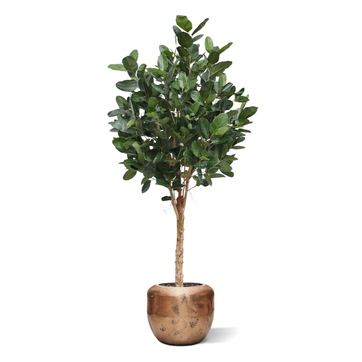 Ficus Audrey Kunstboom Deluxe 250cm