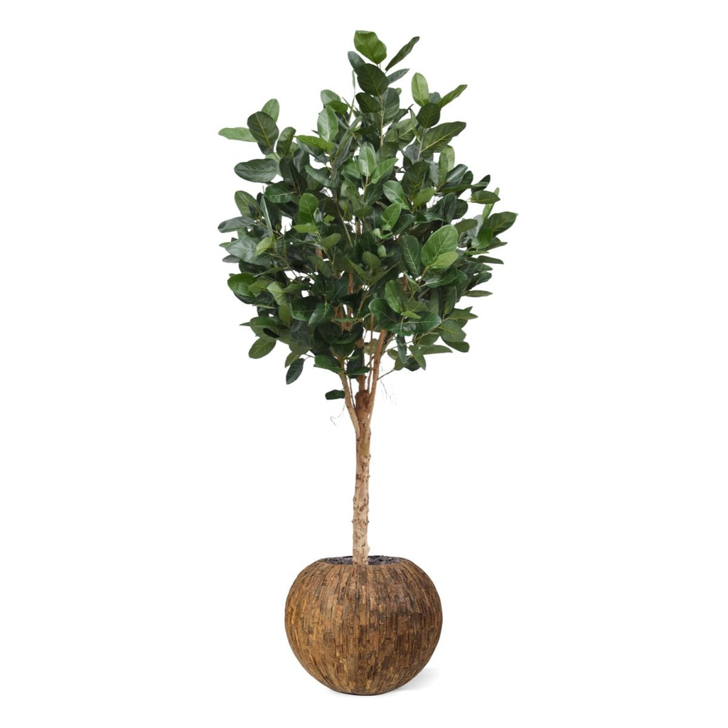 Ficus Audrey Kunstboom Deluxe 250cm