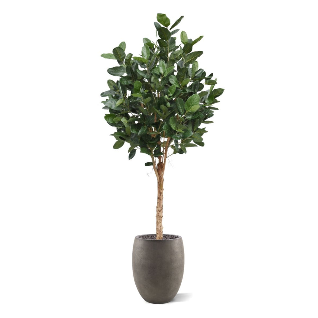 Ficus Audrey Kunstboom Deluxe 250cm