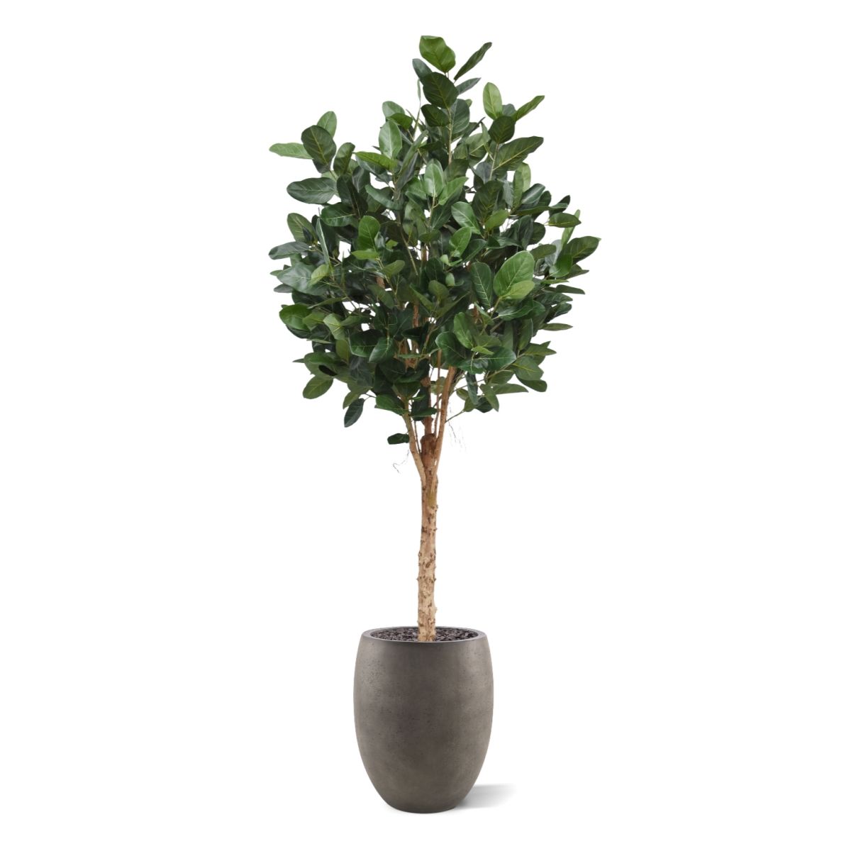 Ficus Audrey Kunstboom Deluxe 250cm